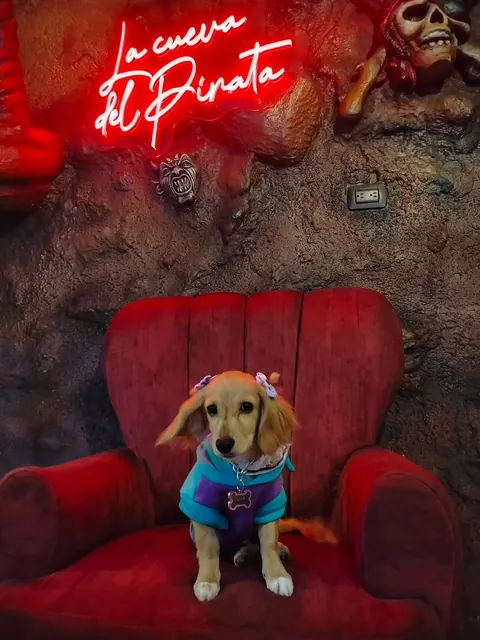 Perrita de clientes posando en el sofá rojo del restaurante bajo el aviso neón de La Cueva del Pirata